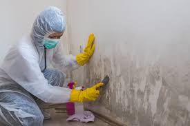 Why You Should Choose Our Mold Remediation Services in Murphysboro, IL